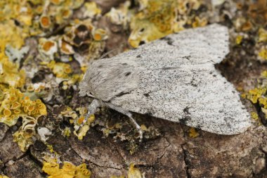 Detailed closeup on a grey , white Miller owlet moth, Acronicta leporina, sitting on a lichen covered piece of wood in the garden