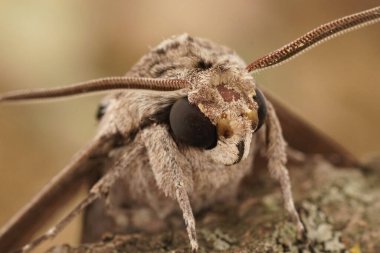 Detailed frontal closeup on the impressive Convolvulus Hawkmoth, Agrius convolvuli, sitting with open wings on a piece of wood