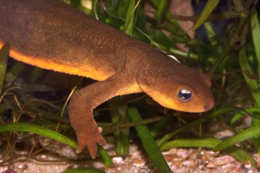 detailed closeup on a male poisonous Californian Rough skinned newt, Taricha granulosa