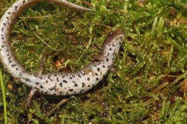 Detailed closeup on a gravid female Foer - toed salamander, Hemidactylium scutatum in moss with typical white belly
