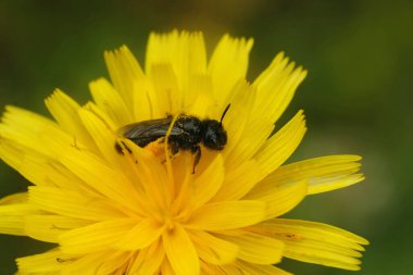 Natural closeup on a dark black Shaggy solitary bee, Panurgus species, typically found in yellow flowers