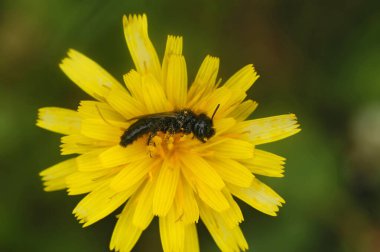 Natural closeup on a dark black Shaggy solitary bee, Panurgus calcaratus, typically found in yellow flowers