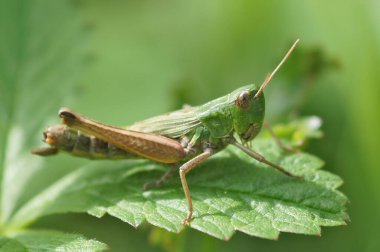Natural closeup on a meadow grasshopper, Pseudochorthippus parallelus, on green leaf