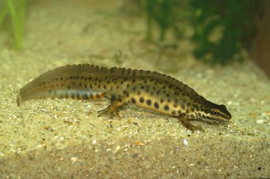 Detailed closeup on an aquatic crested male European common smooth newt, Lissotriton vulgaris underwater