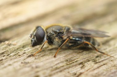 Detailed closeup on the small Houseleek blacklet hoverfly, Cheilosia caerulescens sitting on wood