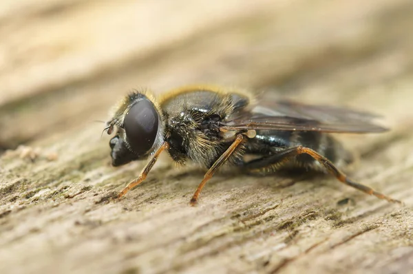 Detailed Closeup Small Houseleek Blacklet Hoverfly Cheilosia Caerulescens Sitting Wood — Stock fotografie