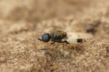 Detailed closeup on a very small white soldierfly, the Fen Snout, Nemotelus pantherinus, sitting on a stone