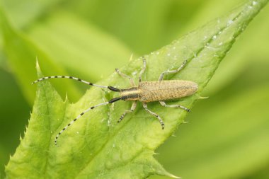 Natural closeup on the Golden-bloomed grey longhorn beetle, Agapanthia villosoviridescens sitting on a green leaf