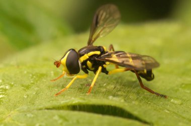 Natural closeup on the superb ant-hill hovervfly, Xanthogramma pedissequum, sitting on a green leaf in the garden