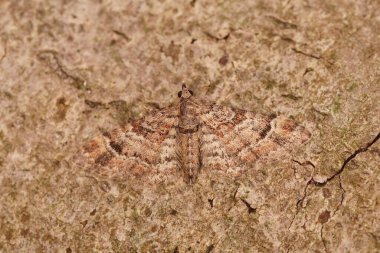 Closeup on a well camouflaged micro double-striped pug geometer moth , Gymnoscelis rufifasciata sitting on wood with spread wings