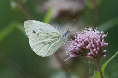 Natural closeup of a green-veined white, Pieris napi, butterfly with open wings on a pink Eupatorium cannabinum flower