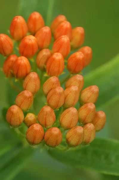 Colorful vertical closeup on orange unopened flowers of the North American butterfly milkweed, Asclepias tuberosa