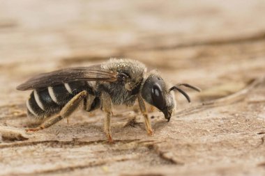 Detailed closeup on a Mediterranean end-banded furrow bee female, Halictus sitting on wood