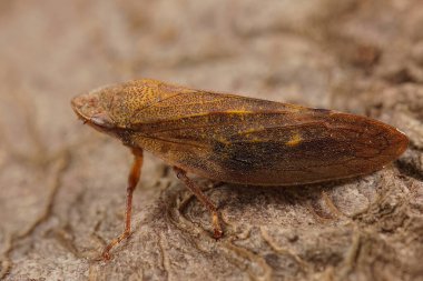 Detailed closeup on the European alder spittlebug, Aphrophora alni, sitting on a stone