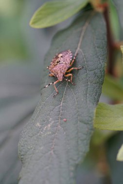 Yeşil yaprağın üzerinde oturan Rhaphigaster Nebulosa adlı yetişkin bir kalkanböceğinin detaylı doğal görüntüsü.