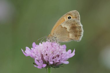 Natural closeup of the Small Heath, Coenonympha pamphilus butterfly, sitting with close wings on a purple scabious flower