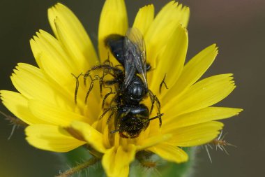 Natural colorful closeup on a black Panurgus solitary bee, in a yellow flower