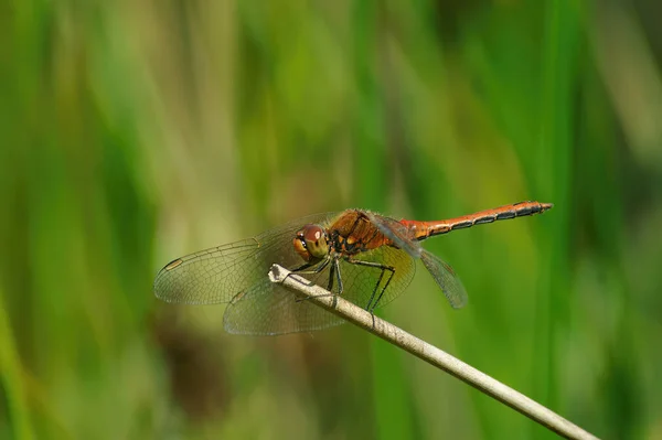 Colorful Natural Closeup Red Male Yellow Winged Darter Sympetrum Flaveolum — Stock Photo, Image
