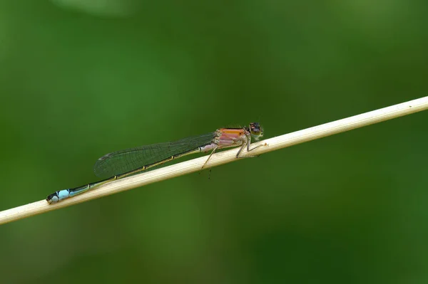 Detailed Natural Closed Pink Colored Blue Tailed Damselfly Ischnura Elegans — Stock Photo, Image