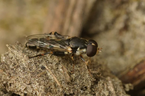 Tiro Closeup Natural Pequeno Hoverfly Pernas Grossas Syritta Pipipiens Sentado — Fotografia de Stock