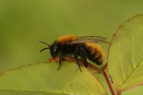Естественный Крупный План Самки Тонизирующей Пчелы Андрены Фульвы Сидящей Зеленом — стоковое фото