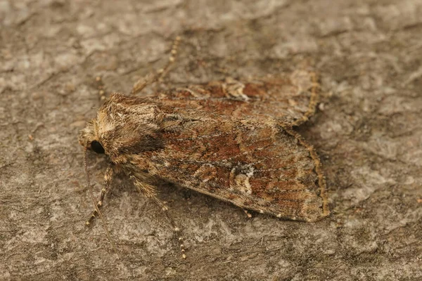 Closeup Detalhado Uma Pequena Traça Coruja Brindle Nublado Apamea Unanimis — Fotografia de Stock