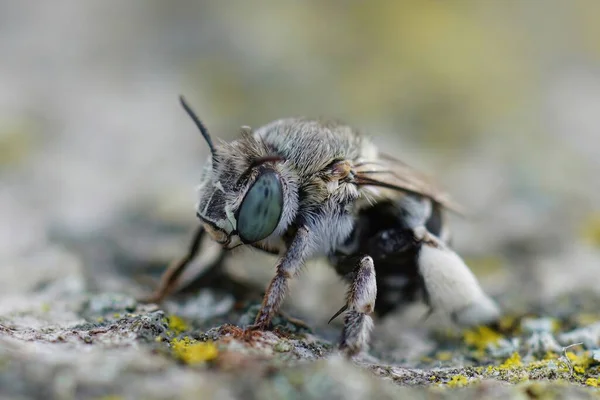 Detailed closeup on a Mediterranean white cheeked blue banded digger bee, Amegilla albigena sitting on wood