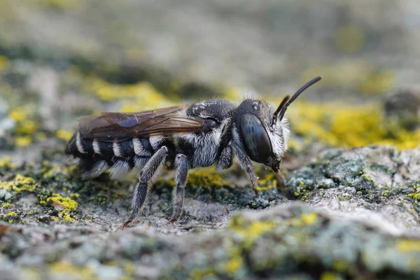 Λεπτομερής Κοντινό Πλάνο Μια Μεσογειακή Θηλυκή Κενταύρια Μελισσών Φυλλοκόφτη Megachile — Φωτογραφία Αρχείου