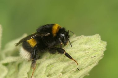 Kraliçe Buff kuyruklu yaban arısı, Bombus Terrestris 'e doğal olarak yakın plan, bitki örtüsünün üzerinde oturuyor.