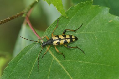 Closeup on a spotted longhorn beetke, Rutpela maculata sitting on a green leaf in the garden