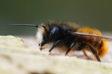 Siyah ve turuncu tüylü erkek, Avrupa meyve bahçesi duvarcısı, tek başına yaşayan arı Osmia Cornuta 'nın detaylı görüntüsü.