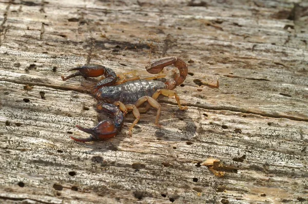 Подробный Снимок Скорпиона Западного Леса Uroctonus Mordax Калифорнии Сша — стоковое фото