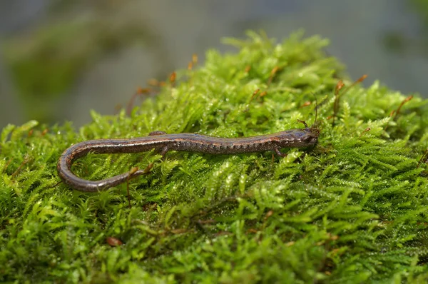 Primer Plano Natural Cabeza Una Salamandra Delgada Hell Hollow Batrachoseps —  Fotos de Stock