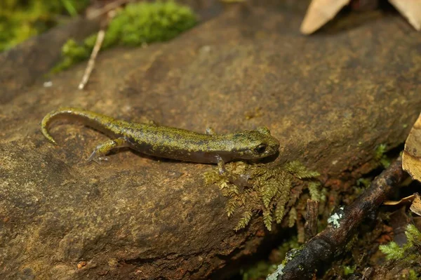 Gros Plan Naturel Sur Subadulte Salamandre Calcaire Voie Disparition Hydromantes — Photo