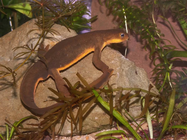 Close Een Aquatische Giftige Californische Rauwe Salamander Taricha Granulosa — Stockfoto