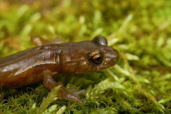 Naturlig Närbild Undervuxen Den Hotade Limenstone Salamander Hydromantes Brunus Sitter — Stockfoto