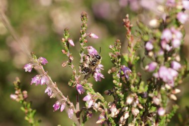 Oligolektik Heather maden arısının dişisi, Andrena Fuscipes 'ın Mor Ateş çiçekleri, Calluna vulgaris' in doğal kapanışı.