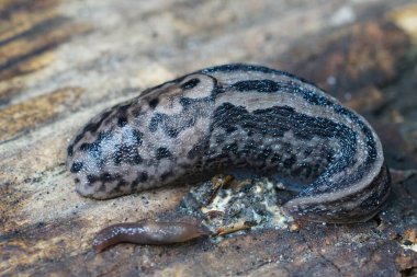 Benekli gri ya da leopar sümüklüböceği Limax Maximus 'a doğal olarak yakın çekim.