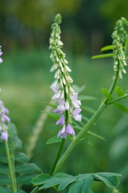Goat 's Rue veya İtalyan Fitch, Galega officinalis adlı ilaç fabrikasının yükselen mor çiçeklerine dikey olarak yakın plan.