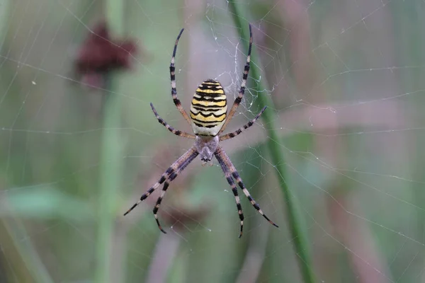 Φυσικό Κοντινό Πλάνο Μιας Πολύχρωμης Θηλυκής Αράχνης Orb Web Wasp — Φωτογραφία Αρχείου