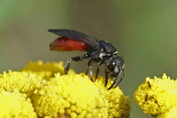 Natural Closeup Large Brilliant Red Cleptoparasite Blood Bee Sphecodes Albilabris — Photo