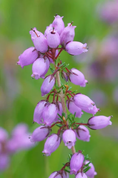 Primer Plano Vertical Natural Sobre Las Flores Púrpuras Campanilla Heather — Foto de Stock