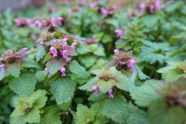 Mor bir baş meleğe doğal geniş açı, ölü ısırgan otu Lamium purpureum.