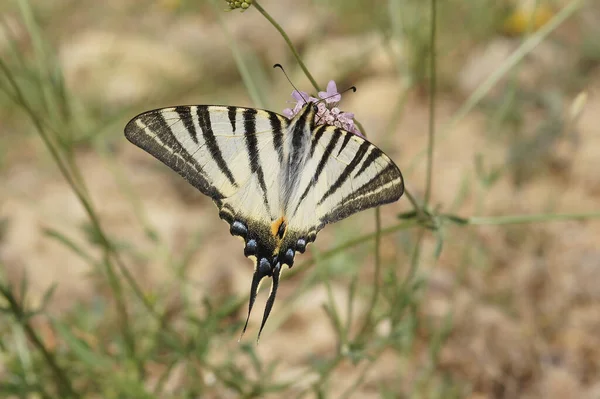 stock image Natural closeup on a Mediterranean scarce swallowtail butterfly, Iphiclides podalirius, drinking nectar fomr a purple scabious flower