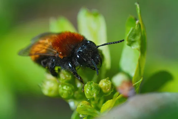Naturalne Zbliżenie Kolorowe Czerwony Furrey Kobieta Tawny Górnicze Pszczoły Andrena — Zdjęcie stockowe