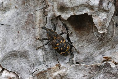 Rengarenk büyük çam bitinin detaylı görüntüsü, Hylobius abietis, kozalaklı ağaçların baş belası.