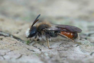 Erkek kırmızı korseli maden arısı ve odunda oturan andrena labiata 'nın detaylı görüntüsü.