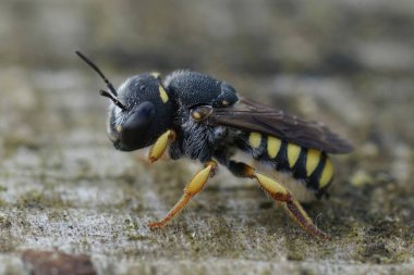 Detailed closeup on a Mediterranean yellow striped female Black-tailed Smalwoodcarder bee, Pseudoanthidium melanurum