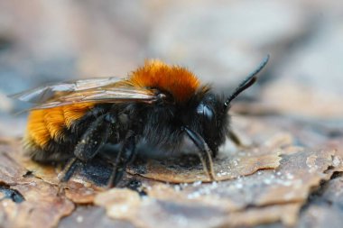 Rengarenk kırmızı ve siyah dişi bir maden arısı, Andrena Fulva 'nın ahşap üzerinde otururken detaylı görüntüsü.