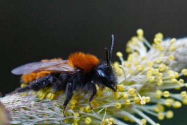 Renkli kırmızı ve siyah dişi bir maden arısı, Andrena Fulva, Salix poleninin üzerinde oturuyor.